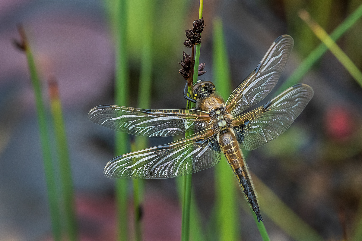 20190511_D850_1270NF.jpg
