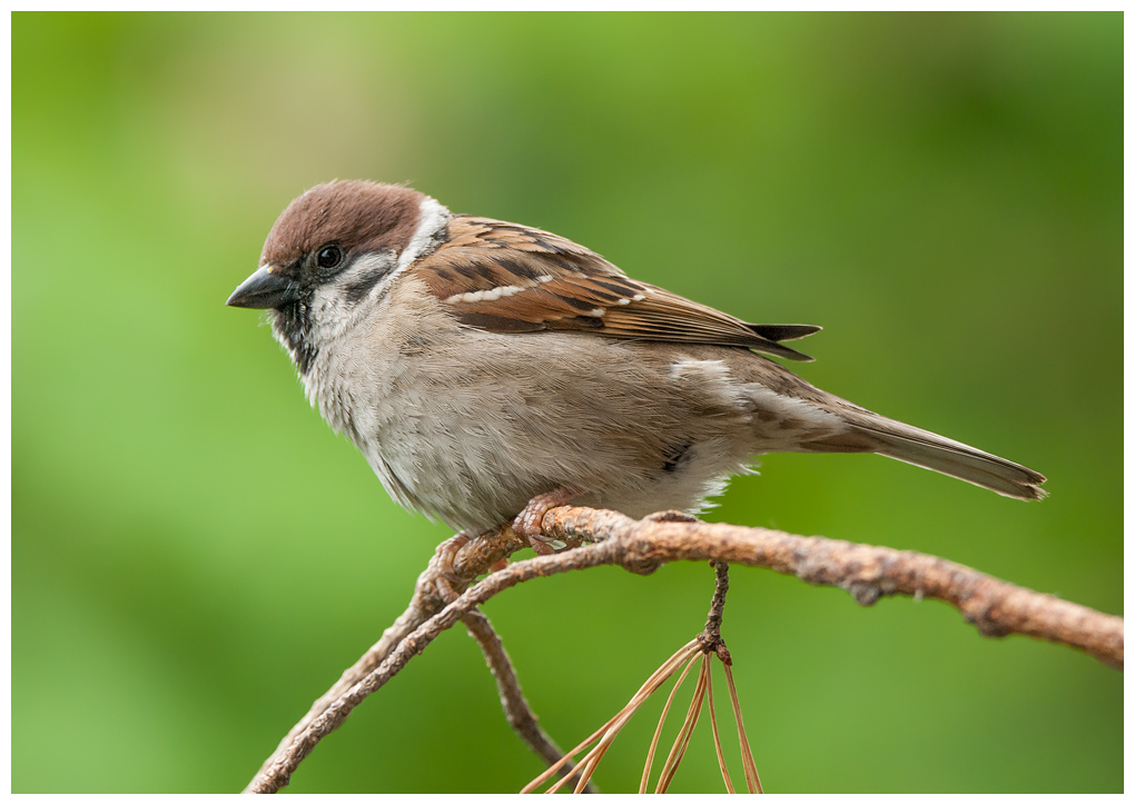 Sperling001.jpg