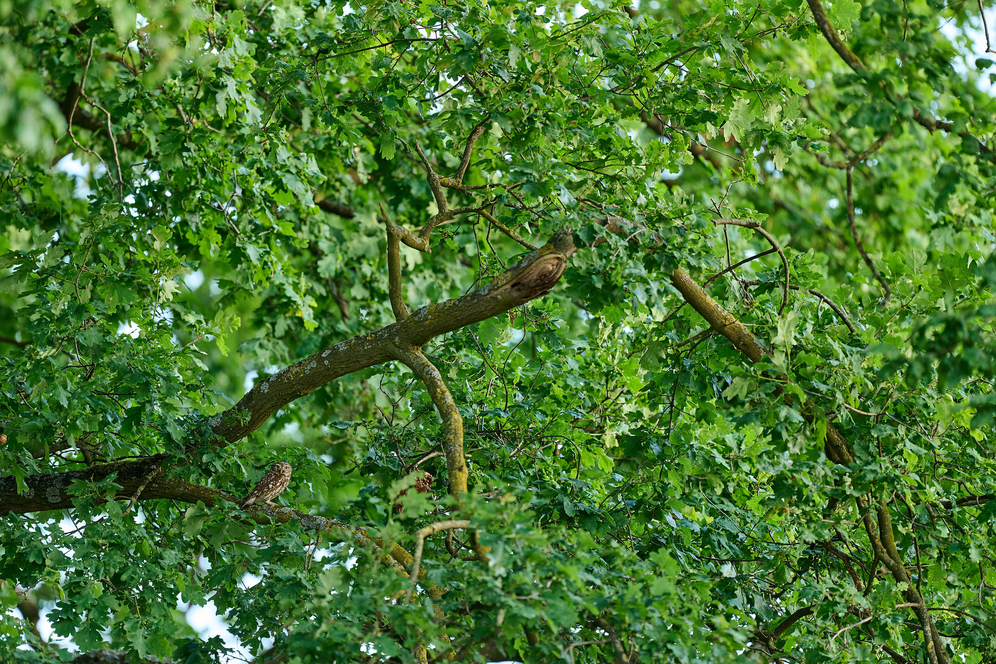 DSC_9414-X4.jpg