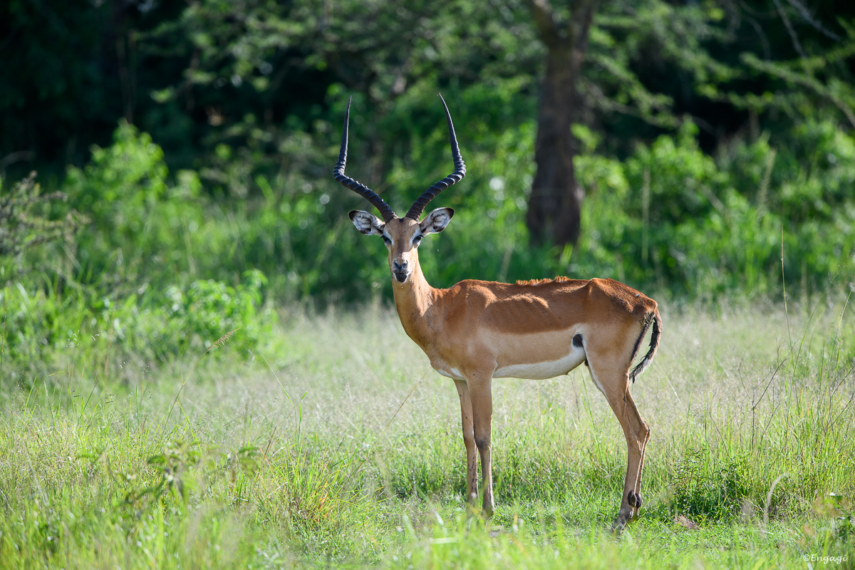 Uganda%202106.jpg