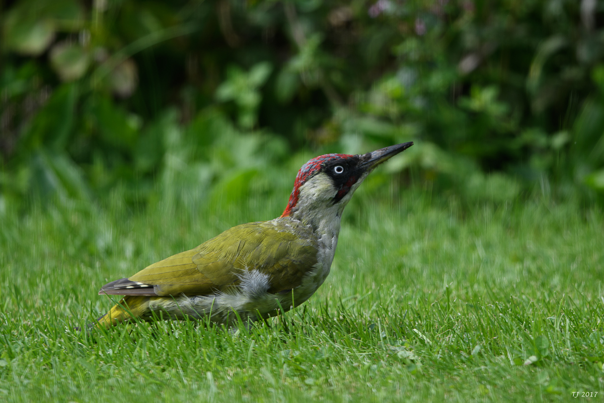 DSC_2766.jpg
