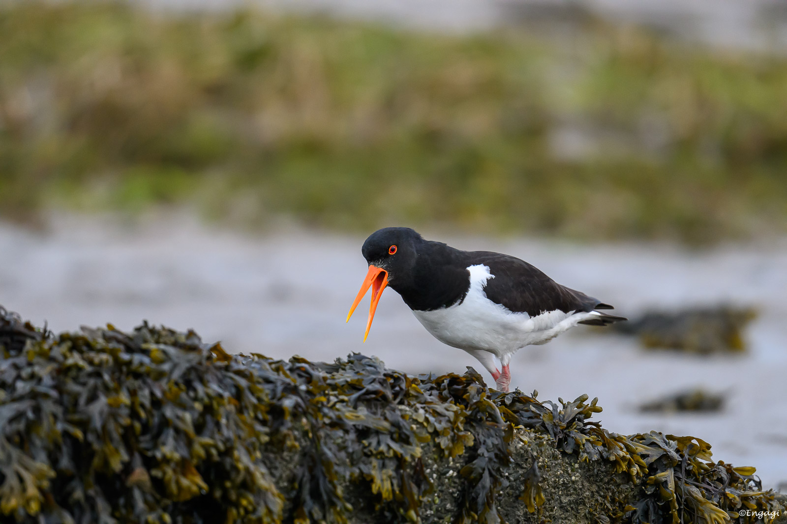 DSC_3858.jpg