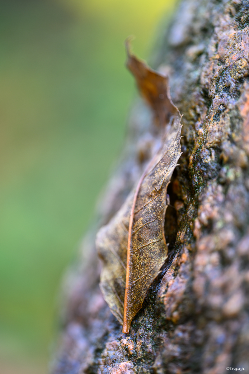 DSC_2133.jpg
