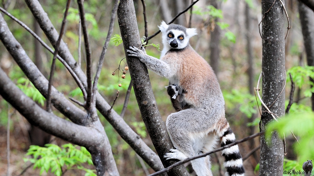 Das Bild zeigt einen weiß-grau-braunen Lemur mit weißem Gesicht, weißen Ohren, schwarzer Nase und orangenen Augen sowie einen schwarz-weiß geringelten Schwanz. Am Bauch hängt verdeckt ein Baby.