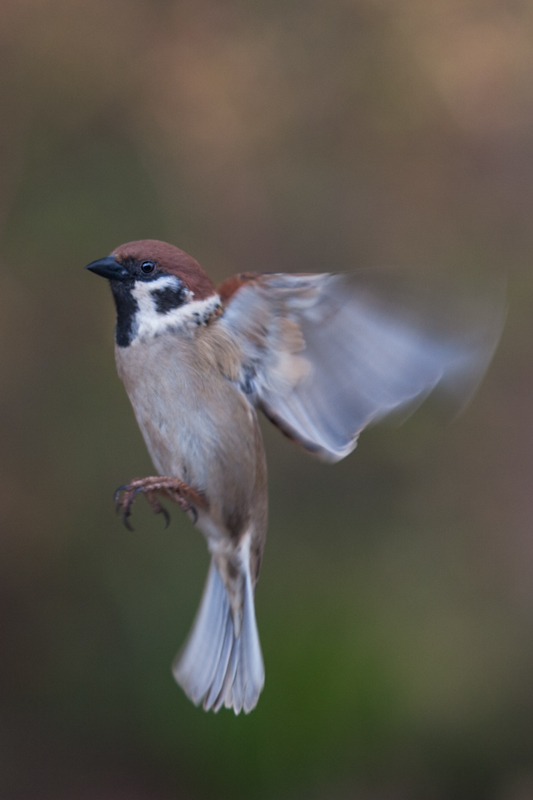 Spatz-NFF.jpg