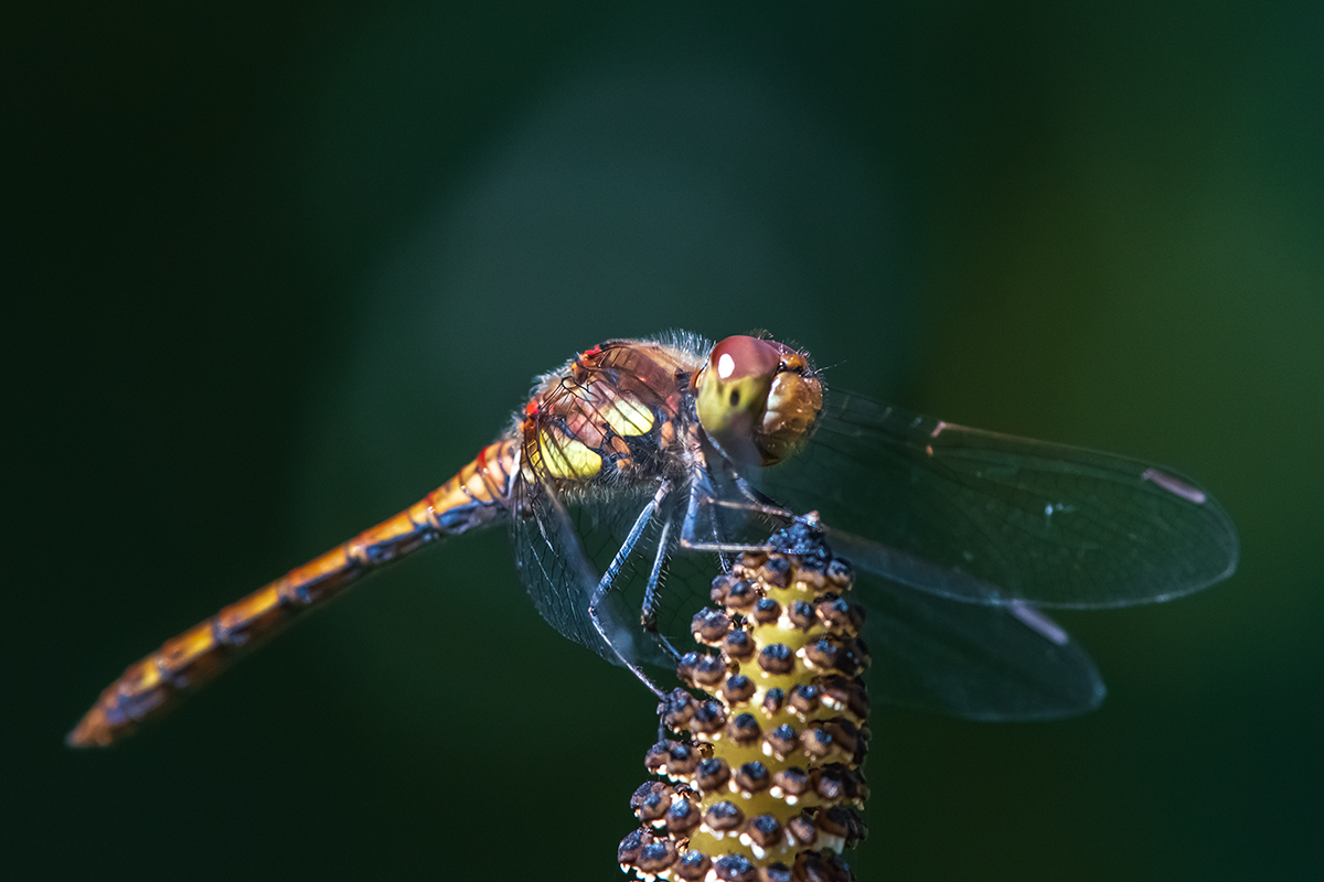 20200909_D500_0489NF.jpg