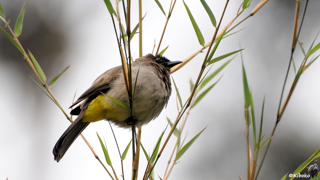 Das Bild zeigt einen kleinen Vogel schräg von unten auf einem Ast sitzen. Der Bauch ist grau, der Hinern gelb, Flügel und Hals sind braun. Der Kopf ist schwarz. DerVogel hat schwarze Augen und einen kurzen, spitzen, schwarzen Schanbel.