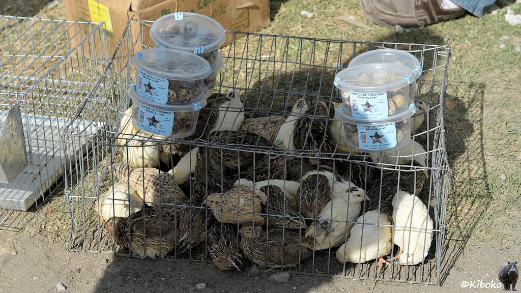 Das Bild zeigt einen Drahtkäfig mit kleinen braunen und weißen hühnerähnlichen Vögeln. Der Käfig ist so klein, dass die Vögel teilweise übereinanderstehen. Auf dem Käfig liegen sieben runde Plastikschüsseln mit hellblauen Aufklebern. Darin sind kleine hellbraune Eier mit schwarzen Flecken.