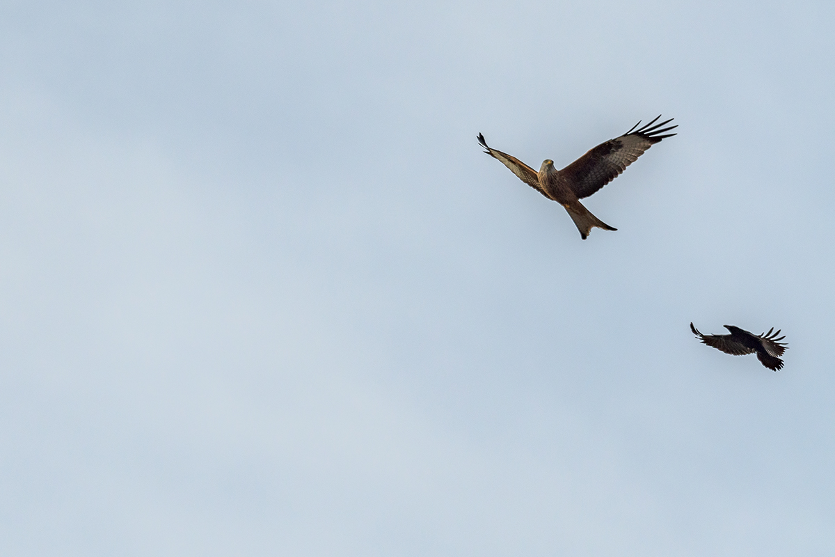 20201123_D500_2744NF.jpg