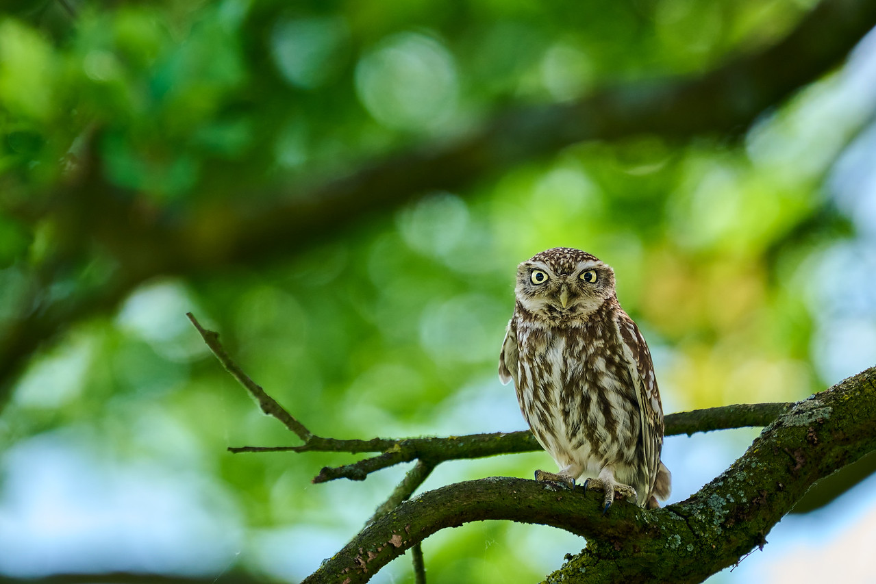 DSC_1981-X2.jpg
