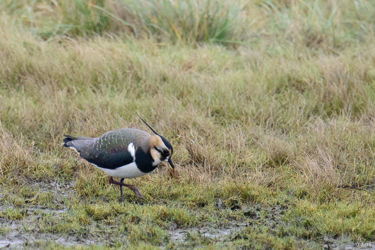 DSC_1410.jpg