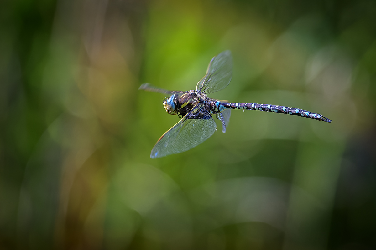 20220829_NZ9_5986_DPNF.jpg
