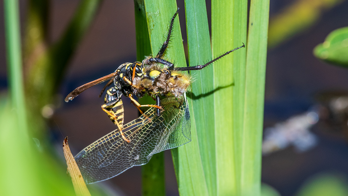 20190602_D500_0186wNF.jpg