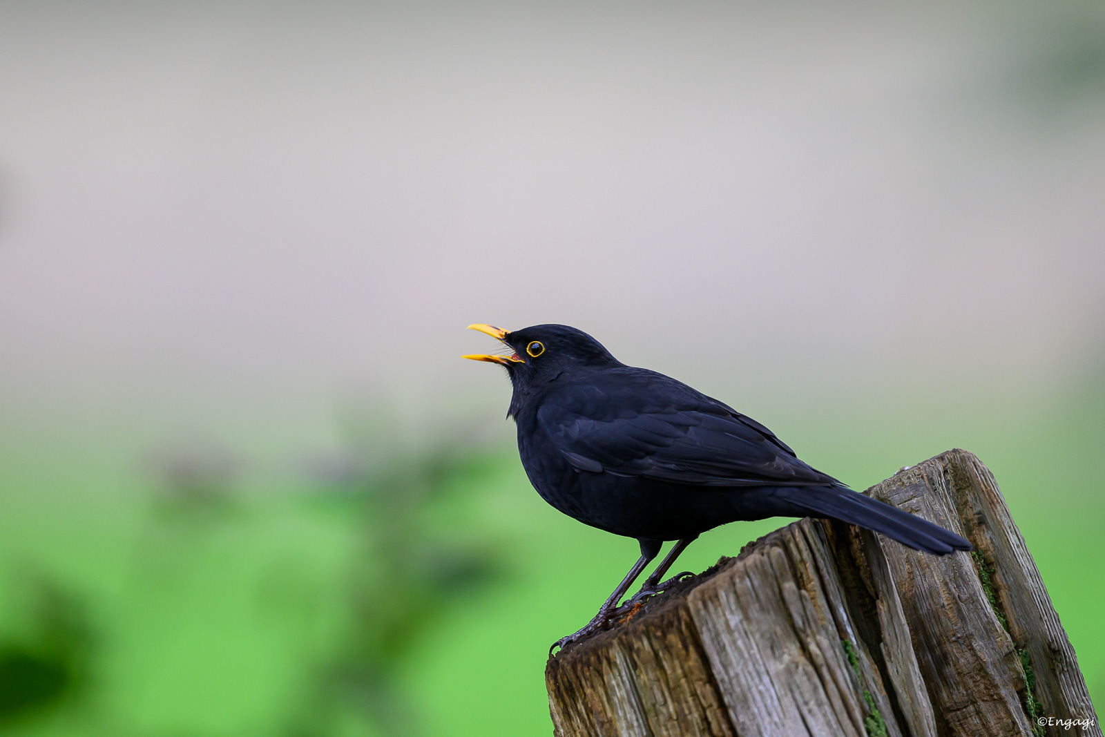 DSC_2972.jpg