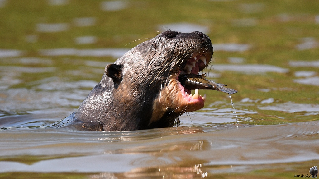 Riesenotter mit Fisch im Maul. Der Schwanz schaut noch heraus