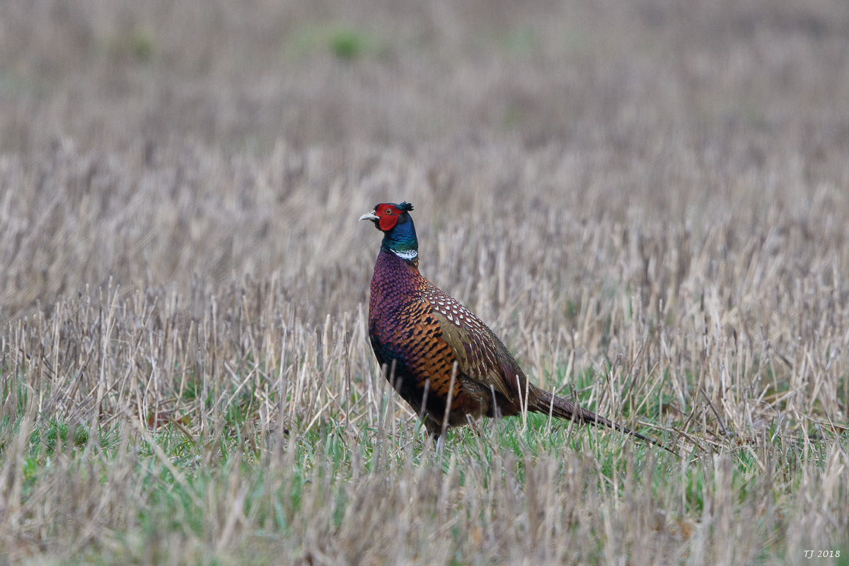 DSC_4820.jpg