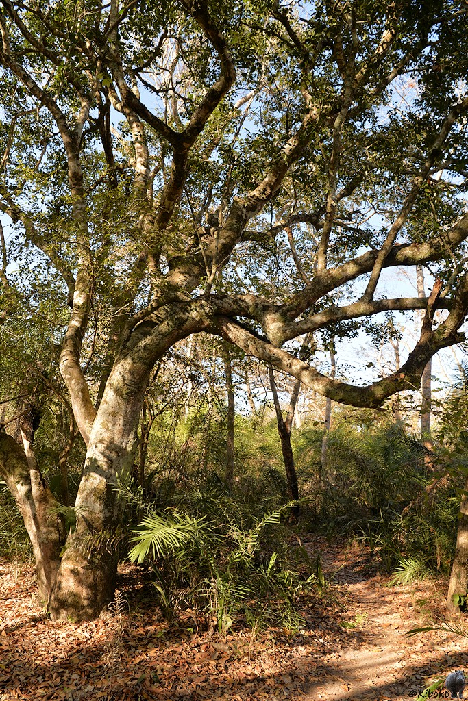 Markanter Baum mit Trampelpfad durch ein Waldstück. Auf dem Baum sitzen gut getarnt zwei kleine Äffchen