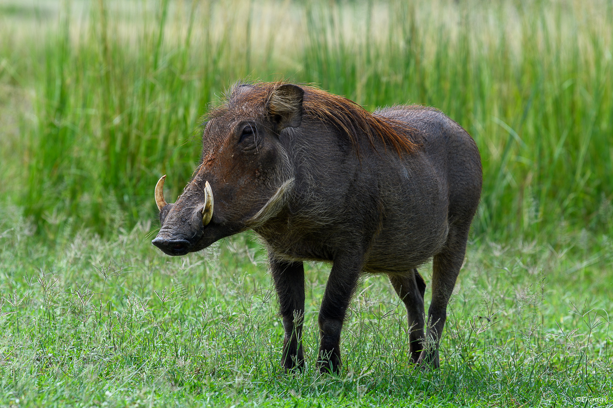 Uganda%200588.jpg
