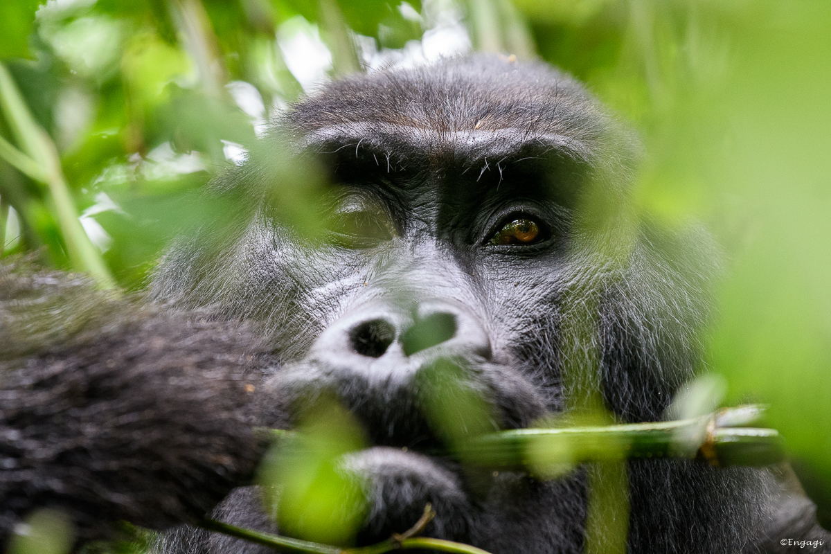 Uganda%202017.jpg