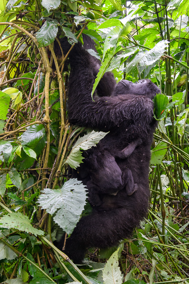 Uganda%201869.jpg