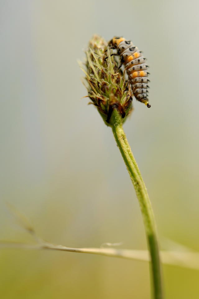 22452261mk.jpg