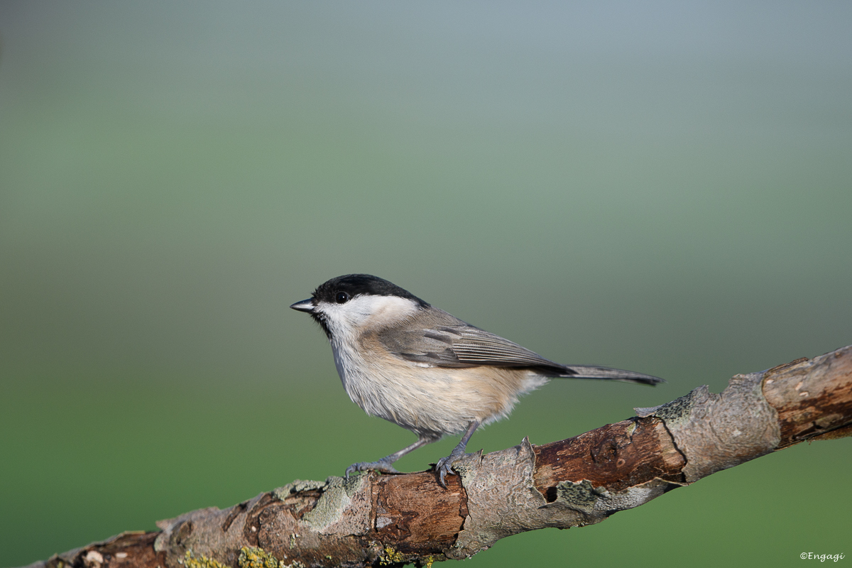 DSC_8868.jpg