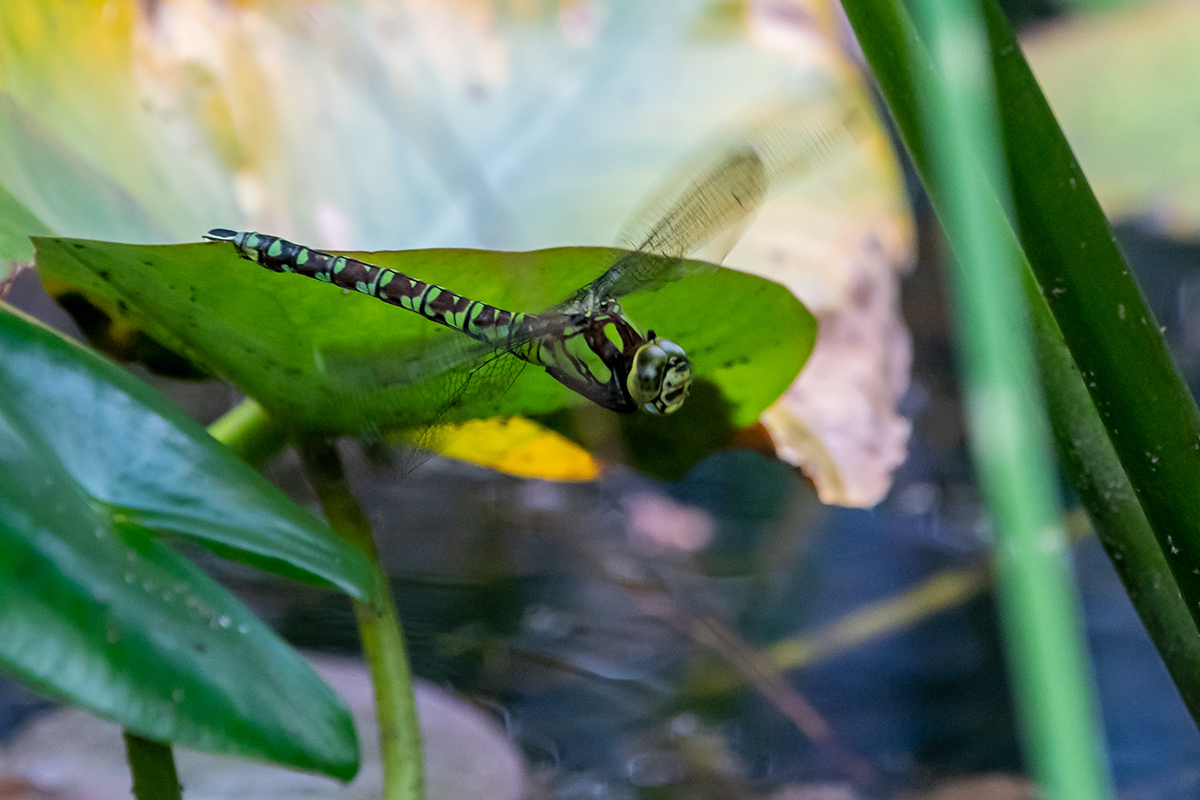 20190825_D500_2035NF.jpg