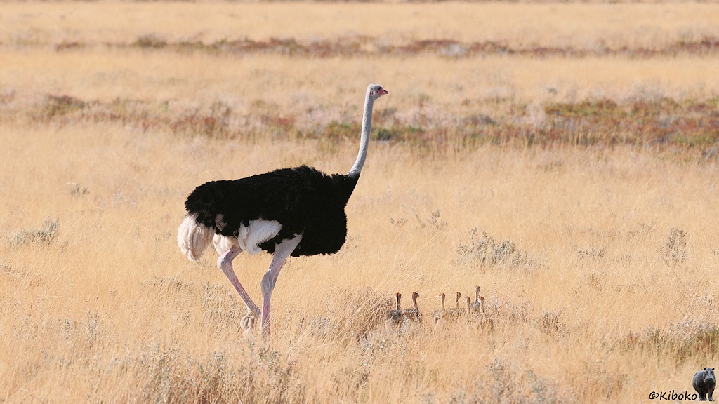 An einem senkrechten Ast sitzt in der Morgensonne ein Vogel mit braunen Flügeln, weißen Bauch und großen geboghenen Schabel mit roter Spitze und weißer Basis.