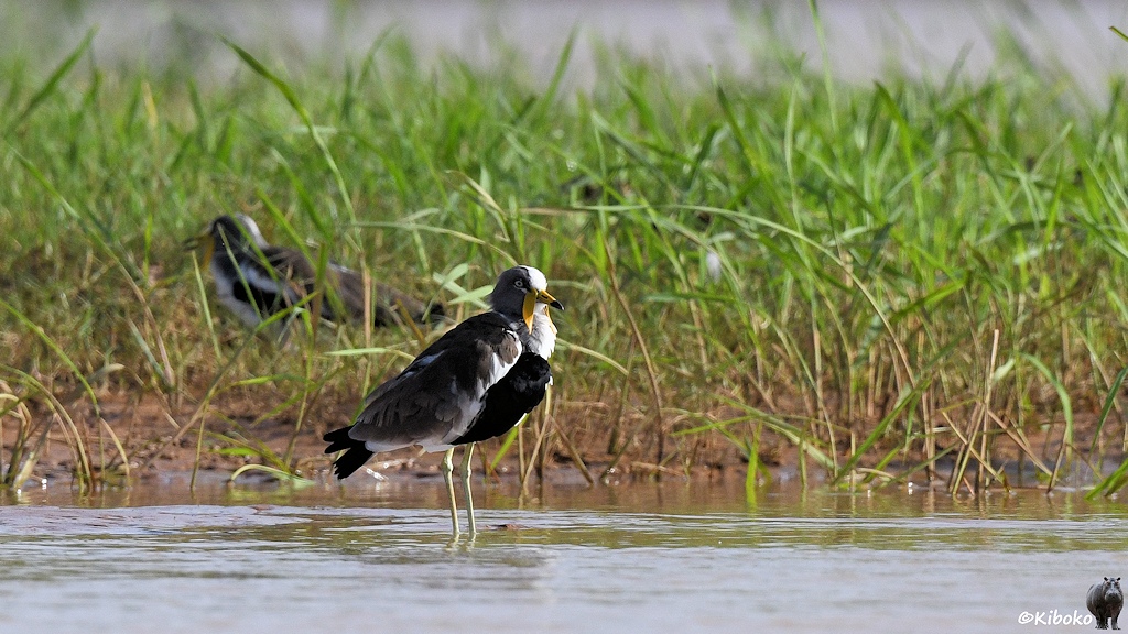 Das Bild zeigt einen braunen Vogel mit schwarzer Brust und einem weißen Streifen vom Schnabel über den Kopf. Er steht mit seinen blassgrünen Beinen im flachen Wasser. Dahinter ist hohces Gras, indem ein weiterer Vogel läuft.