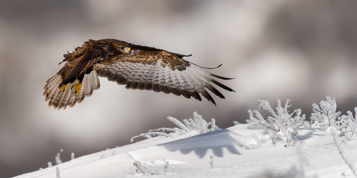 14_Bussard_im_Winter.jpg