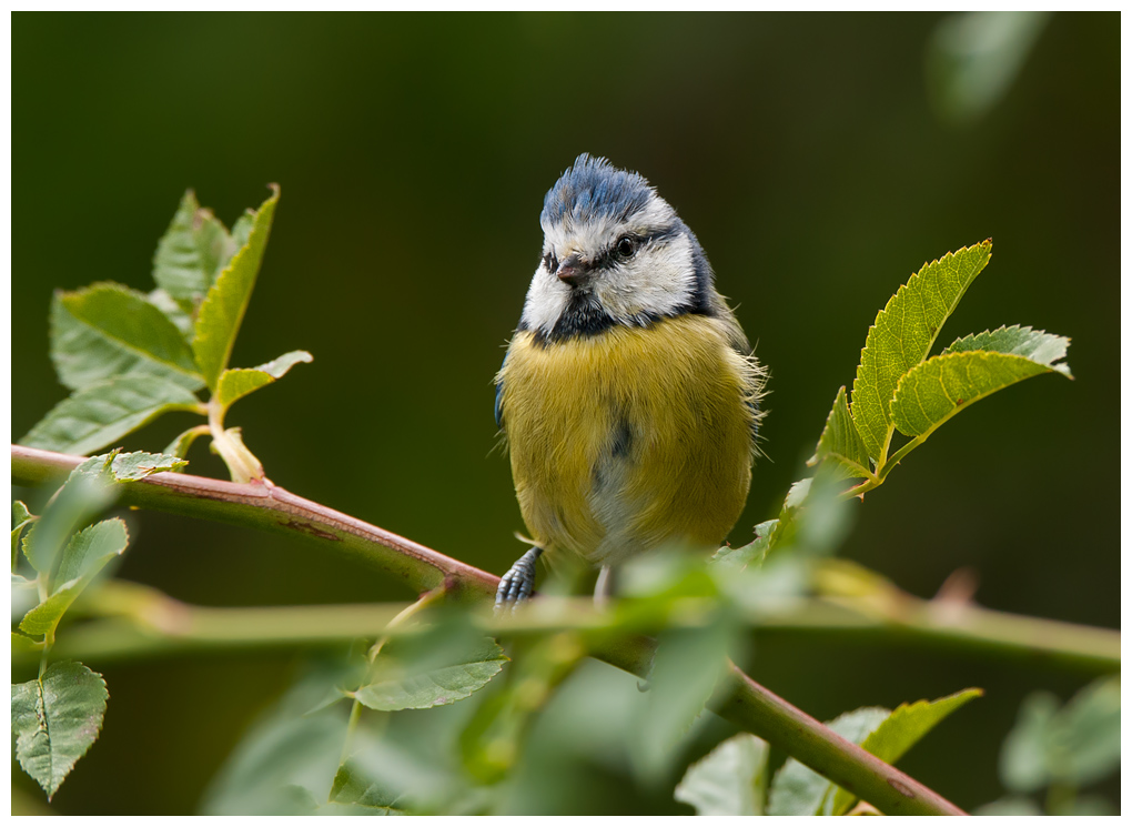 Blaumeise042.jpg