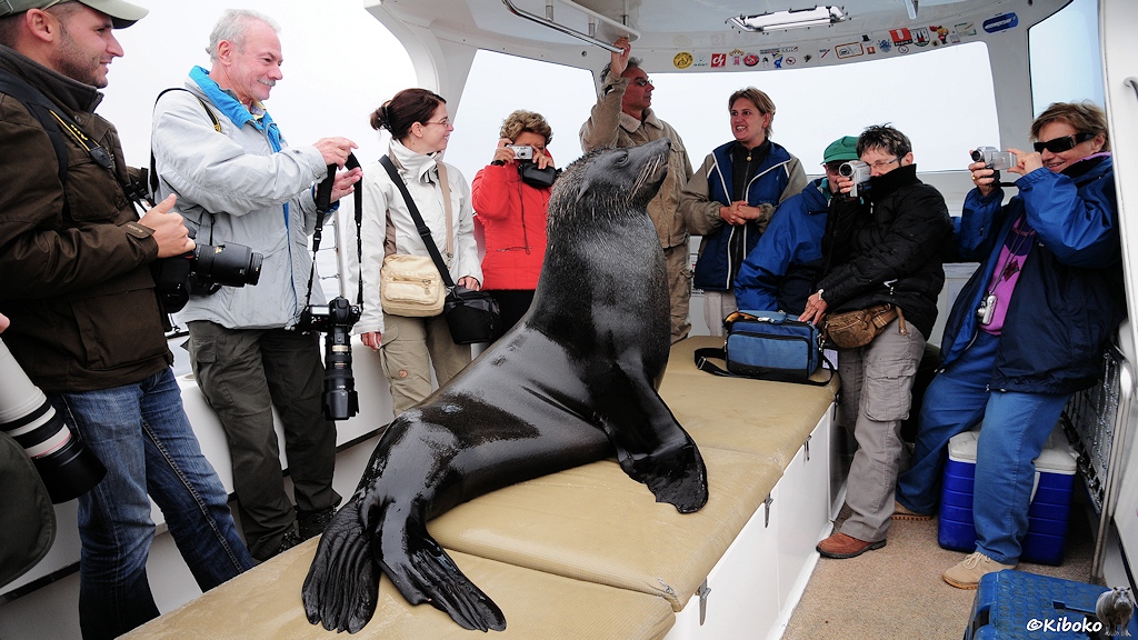 Ein Seelöwe sitzt auf einer Bank im Schiff. Rundherum stehen Touristen und fotografieren.