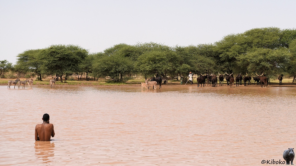 Das Bild zeigt einen Mann mit naktem Oberköper von hinten. Er steht bis zur Hüfte im hellbraunen Wasser. Am gegenüberleigenden Ufer sind Esel und eine Herde dunkelbrauner Rinder mit langen, nach oben gebogenen Hörnern.