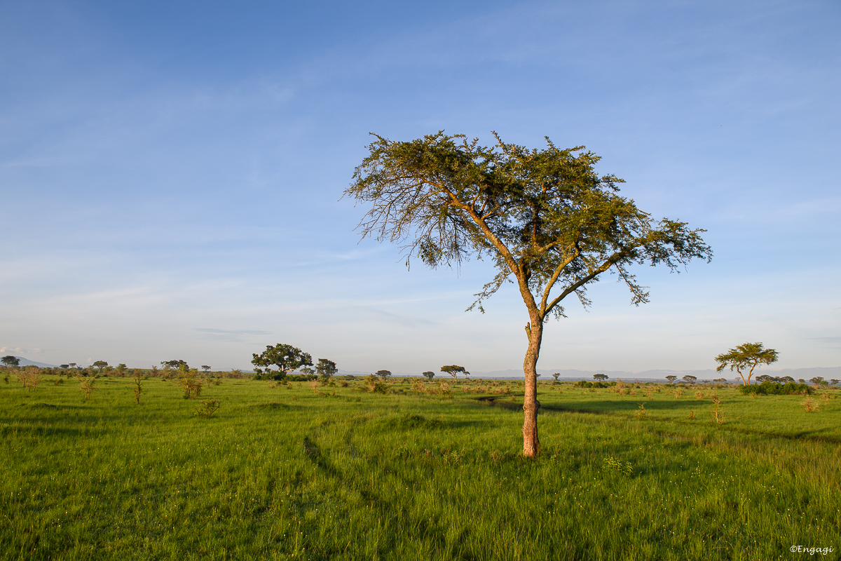 Uganda%201698.jpg