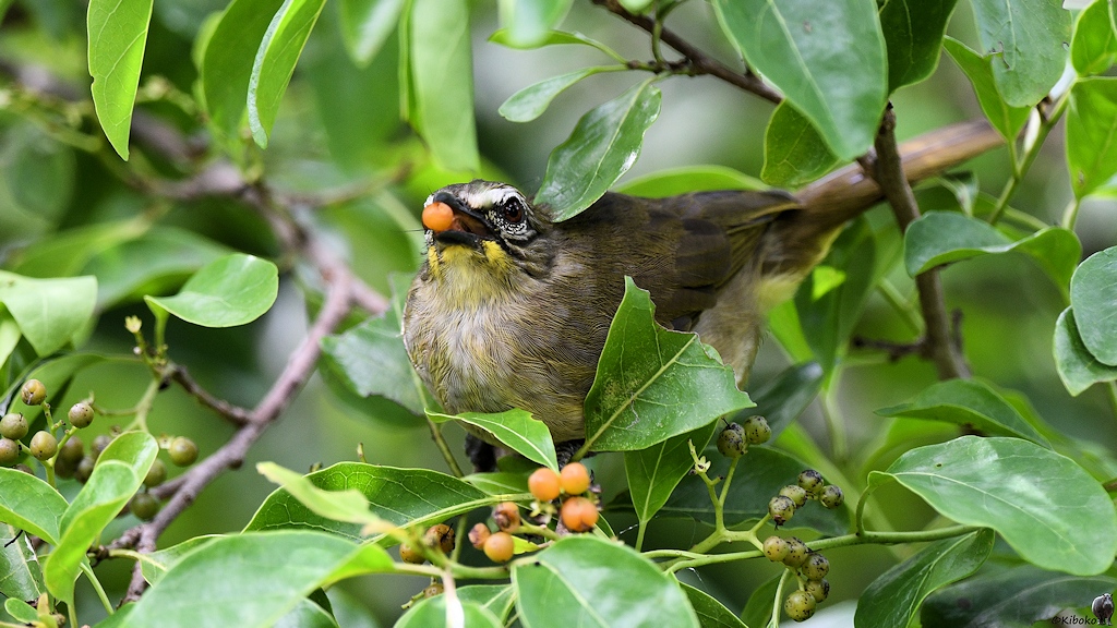 Ein kleiner graubrauner Vogel mit weißen Augenbrauen und gelber Kehle sitzt zwischen Blättern und hat eine orange Beere im Schnabel.