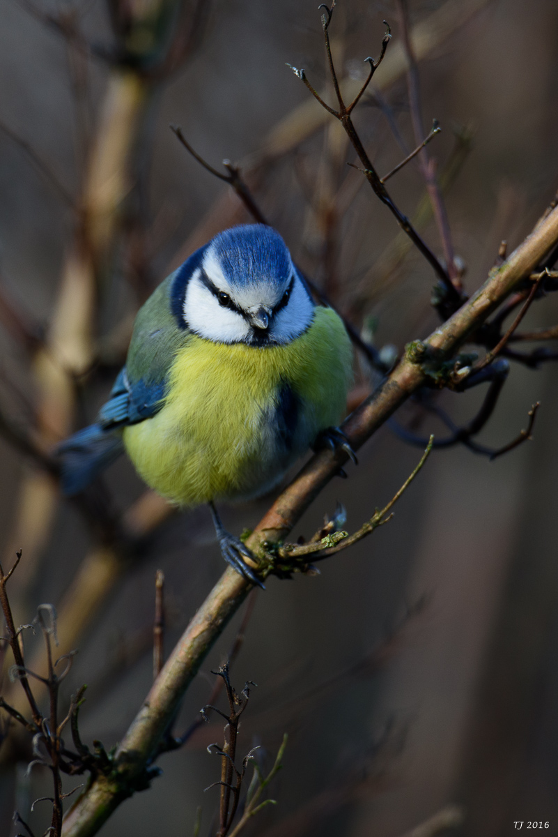 DSC_1913.jpg