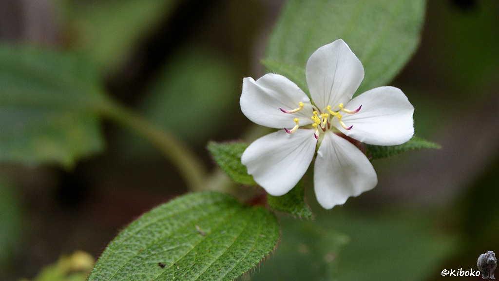 Das Bild zeigt eine weiße Blüte mit fünf sternfömrmig angeordneten Blütenblättern. In der Mitte sind gelbe Stempel.