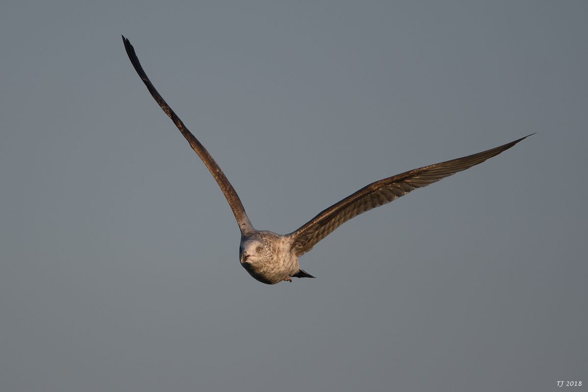 DSC_4334.jpg