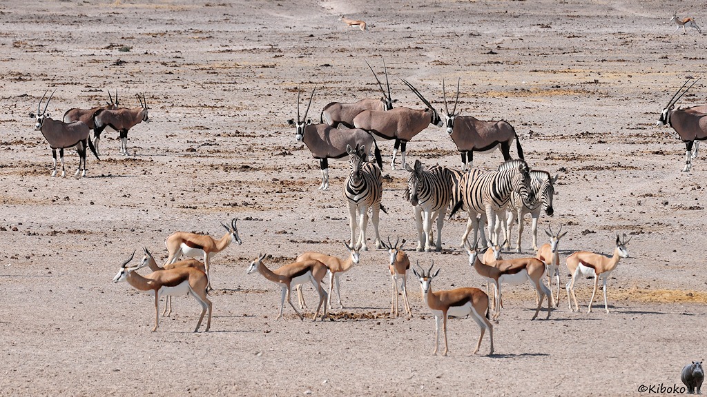 In kleinen Gruppen stehen Oryx, Zebras und Springböcke auf einer trockenen Ebene.