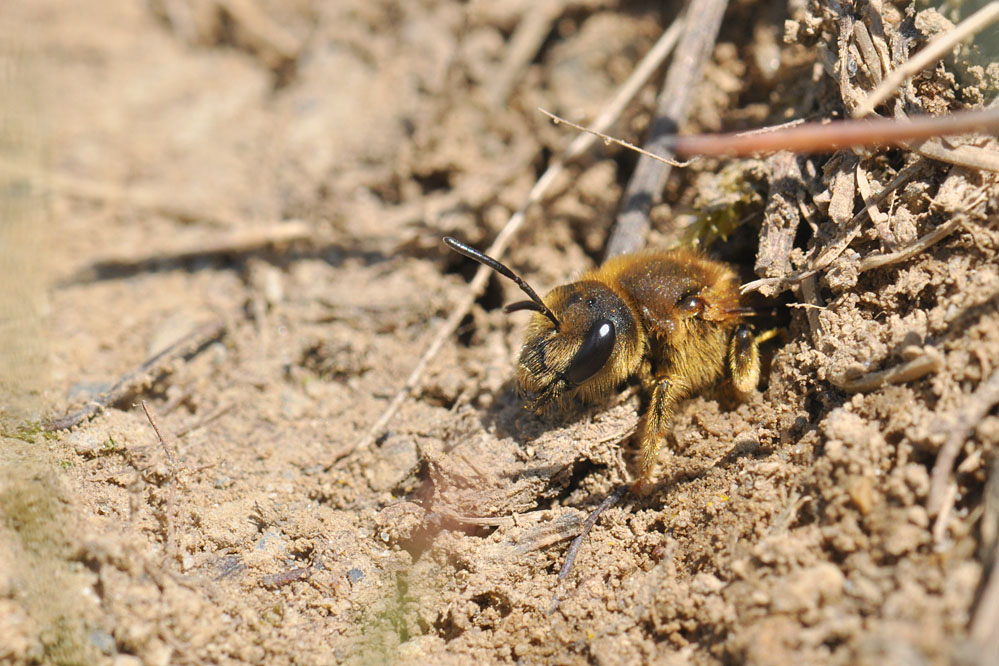 halictus_scabiosae_esenhausen_130508_1.jpg