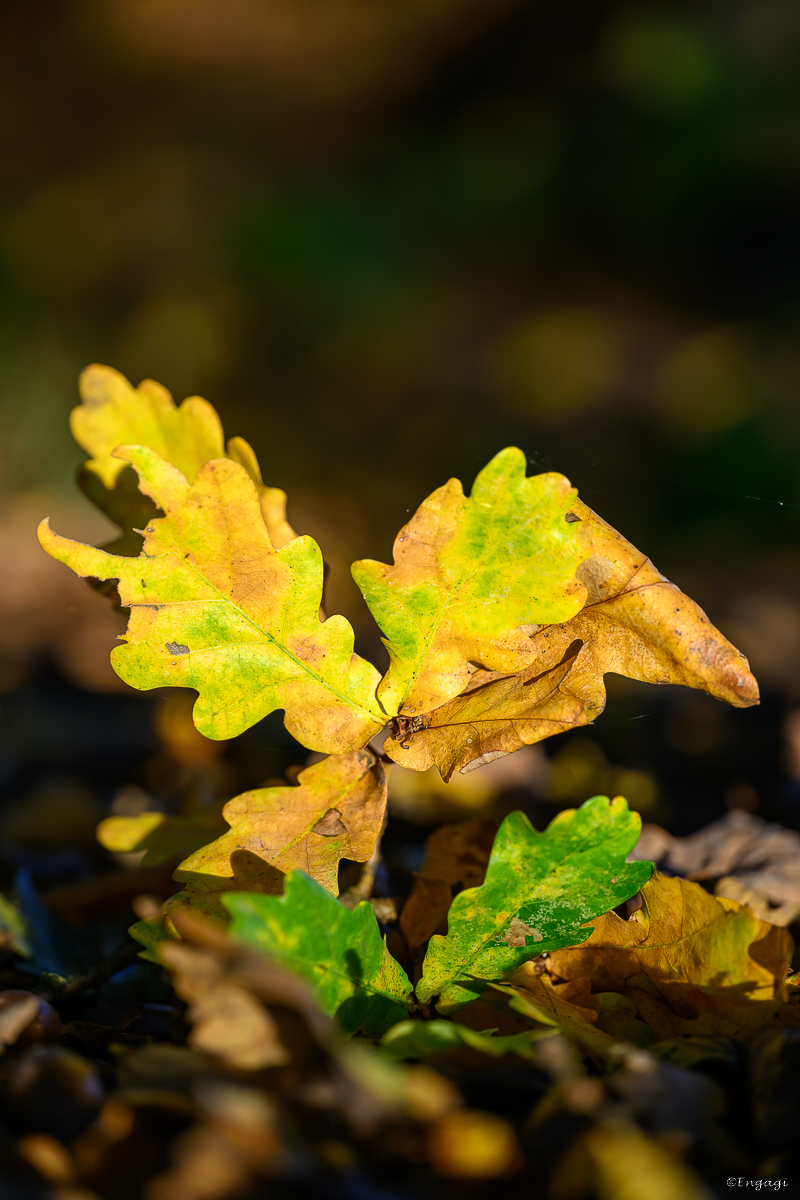 DSC_3460.jpg