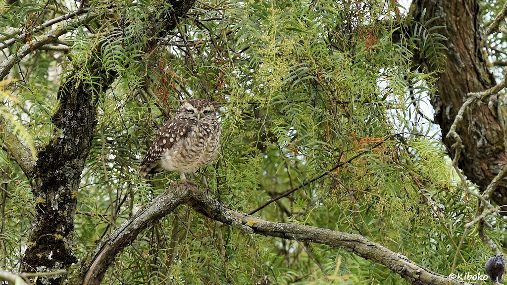 Das Bild zeigt einen gefleckten braun-weißen Vogel auf einem Querast eines Baumes. Der Baum hat sehr viele kleine Blätter, die in der Strutkur den Fleckenmuster des Vogels ähneln.