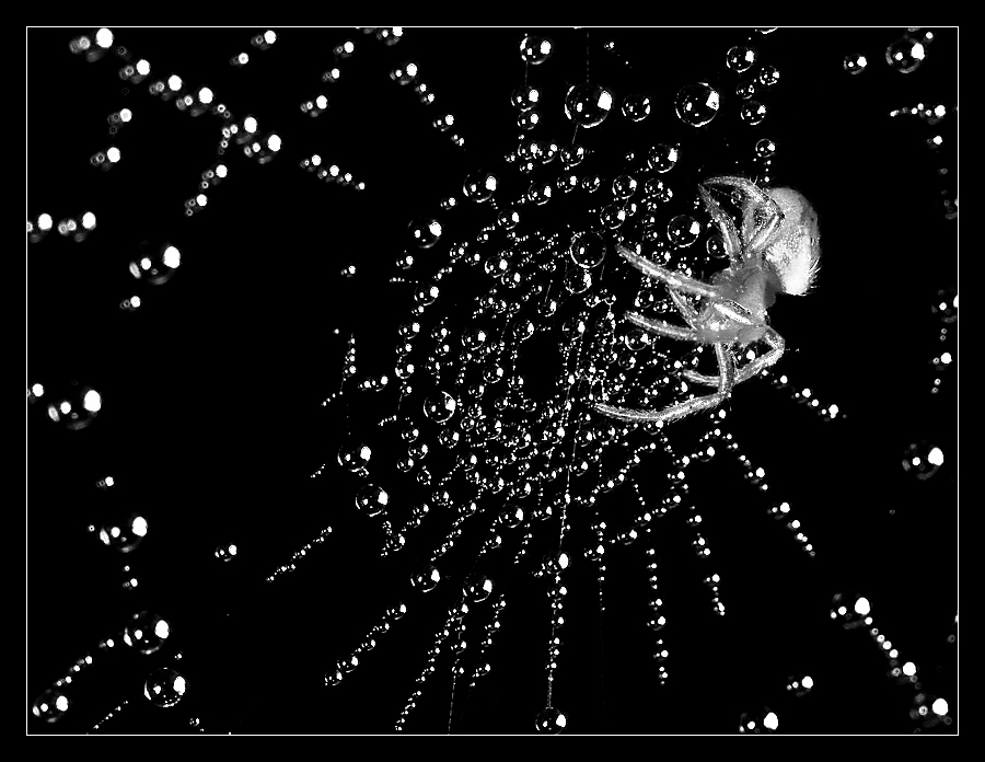 Spinne_2031.jpg
