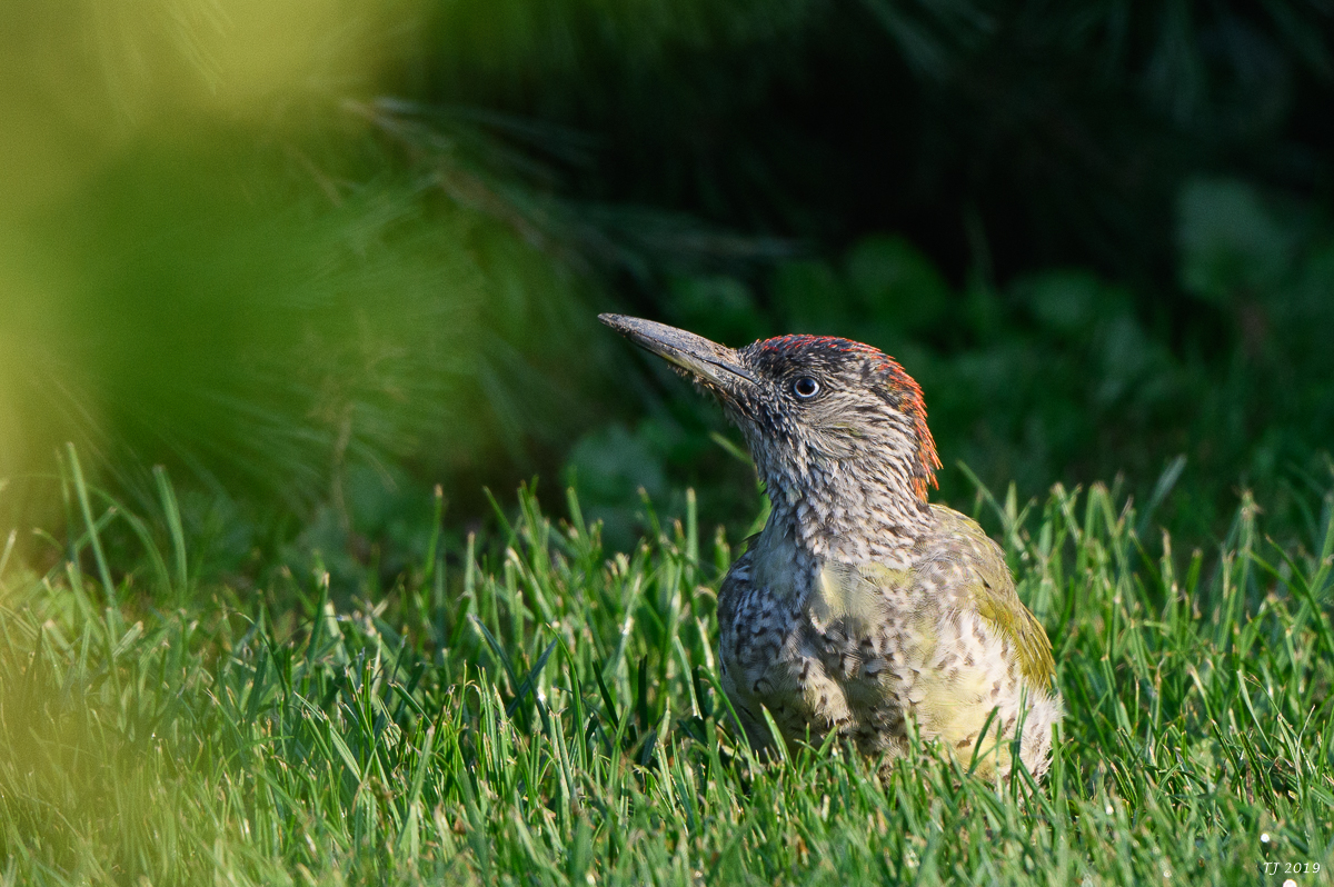 DSC_4732.jpg