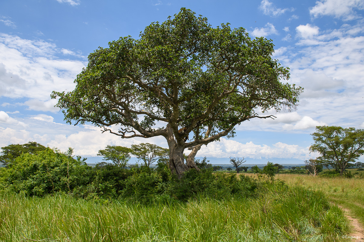 Uganda%201551.jpg