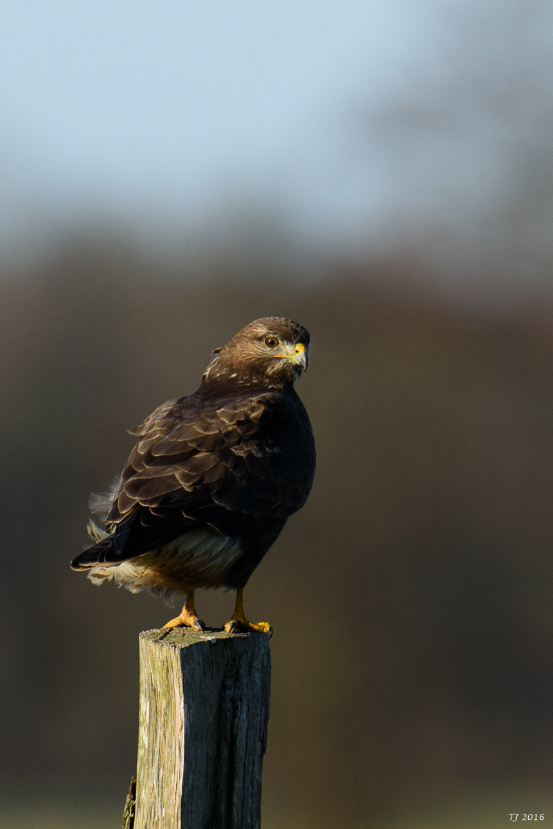DSC_3493.jpg
