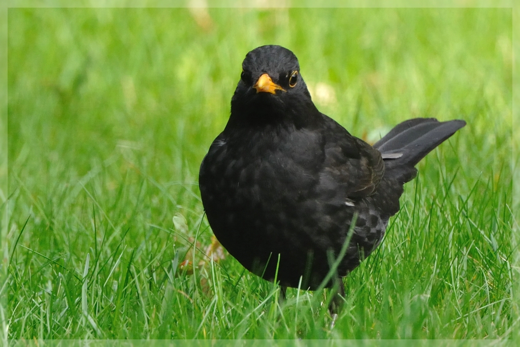 Amsel_5266.jpg