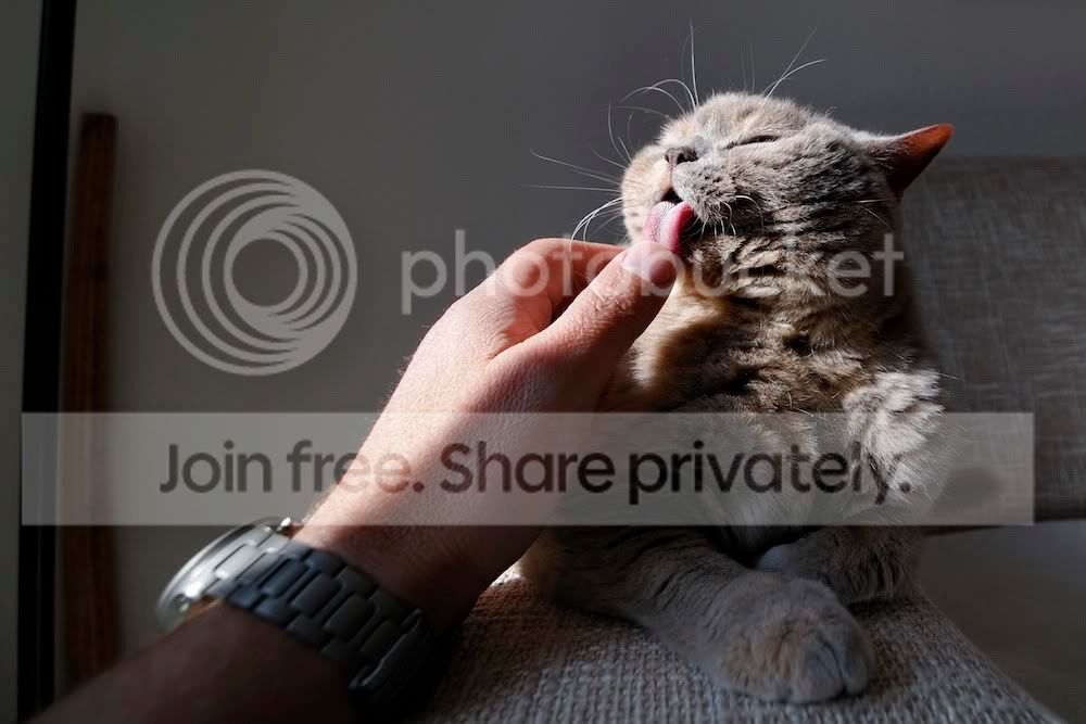 cat09_0002.jpg