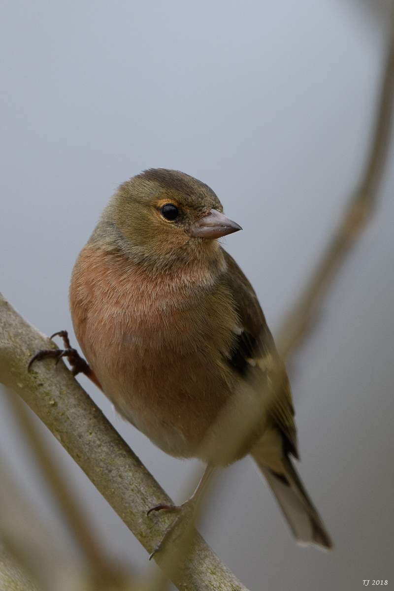 DSC_4068.jpg
