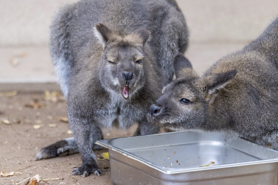 zoovienna22_18.jpg